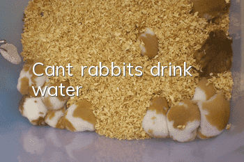 Can’t rabbits drink water?