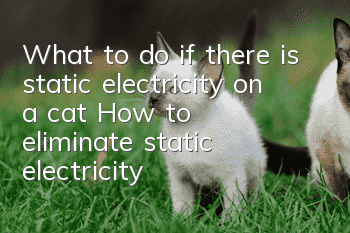 What to do if there is static electricity on a cat? How to eliminate static electricity?