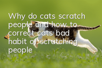 Why do cats scratch people, and how to correct cats’ bad habit of scratching people?