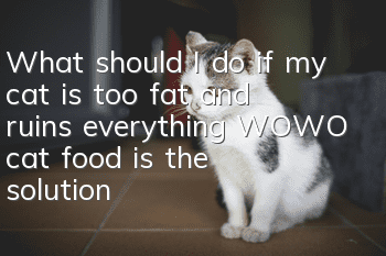 What should I do if my cat is too fat and ruins everything? WOWO cat food is the solution for you