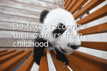 Do foxes recognize their owners from childhood?