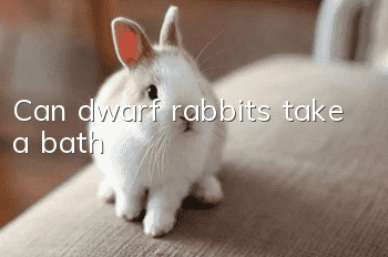 Can dwarf rabbits take a bath?