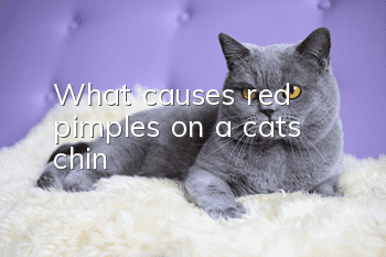 What causes red pimples on a cat’s chin?