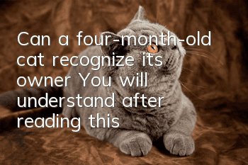 Can a four-month-old cat recognize its owner? You will understand after reading this