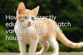 How to correctly educate cats to catch various bugs in the house