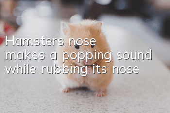 Hamster's nose makes a popping sound while rubbing its nose