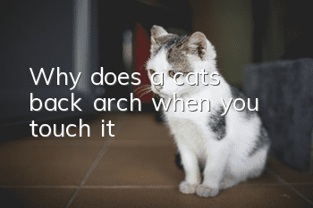 Why does a cat's back arch when you touch it?