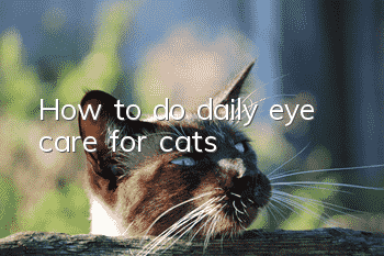How to do daily eye care for cats