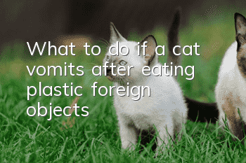 What to do if a cat vomits after eating plastic foreign objects