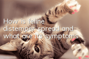 How is feline distemper spread and what are its symptoms?