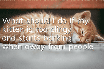 What should I do if my kitten is too clingy and starts barking when away from people?