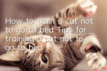 How to train a cat not to go to bed? Tips for training a cat not to go to bed