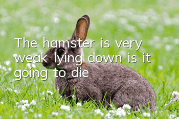 The hamster is very weak lying down, is it going to die?