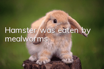 Hamster was eaten by mealworms