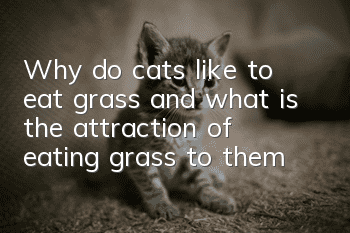 Why do cats like to eat grass, and what is the attraction of eating grass to them?