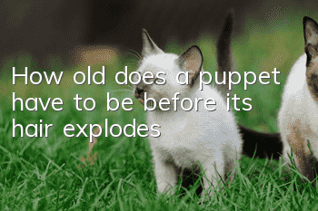 How old does a puppet have to be before its hair explodes?