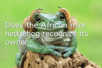 Does the African mini hedgehog recognize its owner?
