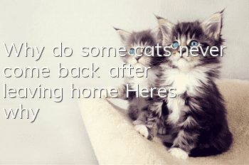 Why do some cats never come back after leaving home? Here’s why!
