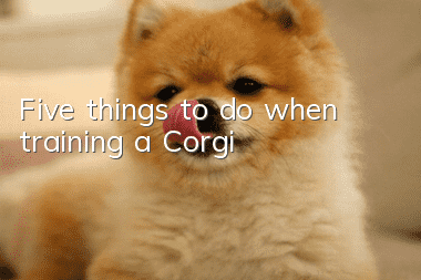 Five things to do when training a Corgi