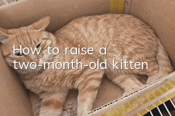 How to raise a two-month-old kitten