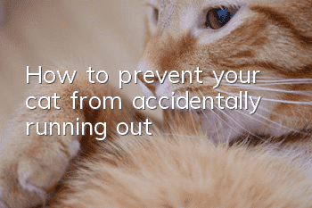 How to prevent your cat from accidentally running out