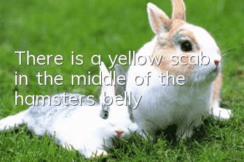 There is a yellow scab in the middle of the hamster's belly