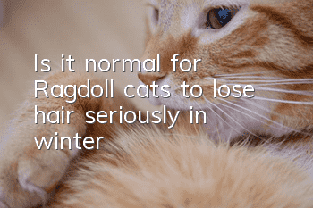 Is it normal for Ragdoll cats to lose hair seriously in winter?