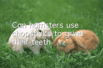 Can hamsters use chopsticks to grind their teeth?