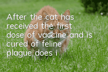 After the cat has received the first dose of vaccine and is cured of feline plague, does it need to be vaccinated again?