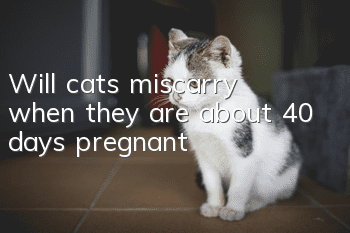 Will cats miscarry when they are about 40 days pregnant?
