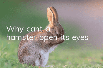 Why can't a hamster open its eyes?