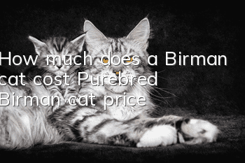 How much does a Birman cat cost? Purebred Birman cat price