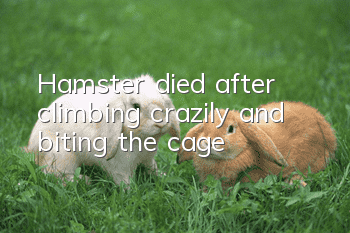 Hamster died after climbing crazily and biting the cage