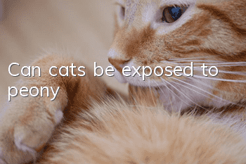 Can cats be exposed to peony?