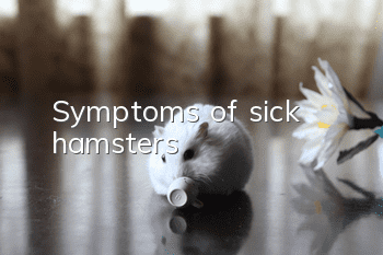 Symptoms of sick hamsters