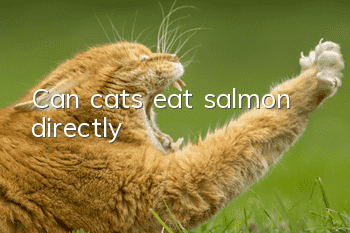 Can cats eat salmon directly?