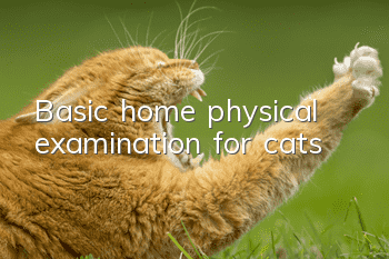 Basic home physical examination for cats