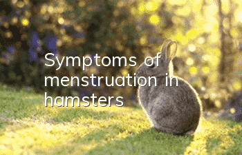 Symptoms of menstruation in hamsters