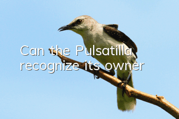 Can the Pulsatilla recognize its owner?