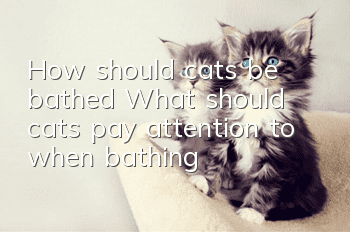 How should cats be bathed? What should cats pay attention to when bathing?