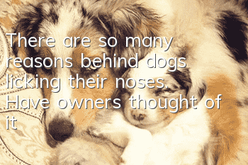 There are so many reasons behind dogs licking their noses. Have owners thought of it?