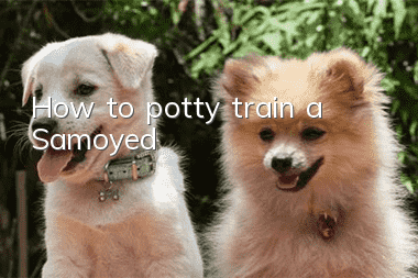How to potty train a Samoyed