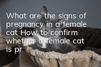 What are the signs of pregnancy in a female cat? How to confirm whether a female cat is pregnant?