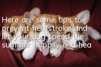 Here are some tips to prevent heatstroke and let your dog spend the summer happily and healthily!