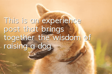 This is an experience post that brings together the wisdom of raising a dog.