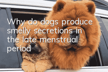 Why do dogs produce smelly secretions in the late menstrual period?