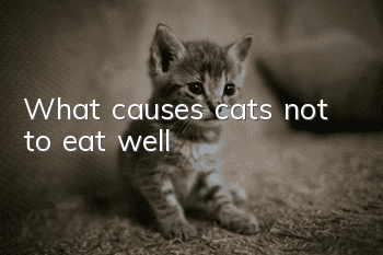 What causes cats not to eat well?