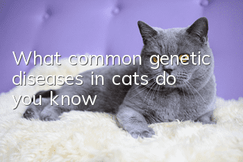 What common genetic diseases in cats do you know?