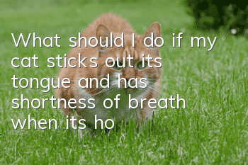 What should I do if my cat sticks out its tongue and has shortness of breath when it’s hot?