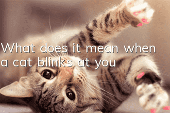 What does it mean when a cat blinks at you?